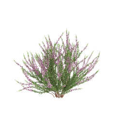 3d illustration of Culluna vulgaris bush isolated on transparent background