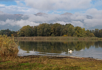 swan floating on still rural lake, Pusiano, Lombardy, Italy