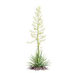 3d illustration of Furcraea foetida bush isolated on transparent background