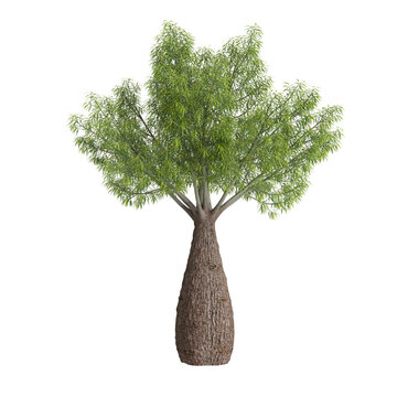 3d illustration of Brachychiton rupestris tree isolated on transparent background
