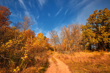 Autumn forest in the sunny day. Orange color tree, red brown leaves in fall city park. - 773181717