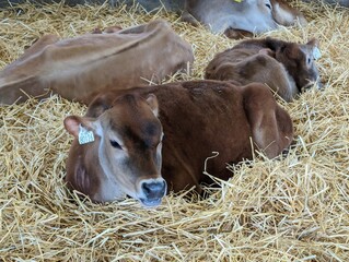 A new born calf in a dairy farm