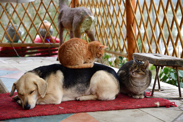A domestic cat sleeps on a dog's back like big friends - 773183790