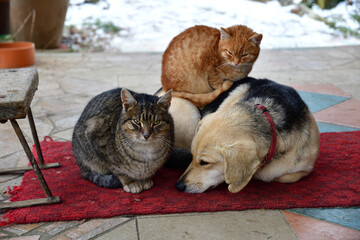 Domestic dog and cats to snuggle together as best friends in love - 773183793