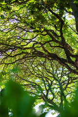 Obraz premium View of Lush Green Tree Canopy with Intertwined Branches in a Sunlit Tropical Forest.