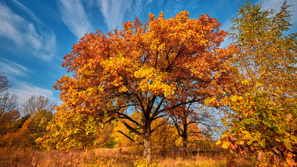 Autumn forest in the sunny day. Orange color trees, red brown leaves and blue sky in field.