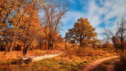 Autumn forest in the sunny day. Orange color trees, red brown leaves and blue sky in field. - 773185366