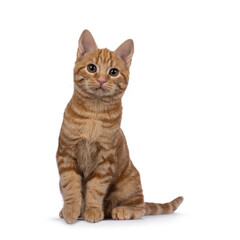 Adorable red European Shorthair cat kitten, sitting up facing front. Looking straight towards camera. Isolated on white background.