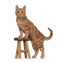 Adorable red European Shorthair cat kitten, standing side ways with front paws on little stool. Looking straight towards camera. Isolated on white background.