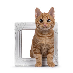 Adorable red European Shorthair cat kitten, sitting up side ways. Looking straight towards camera. Isolated on white background.