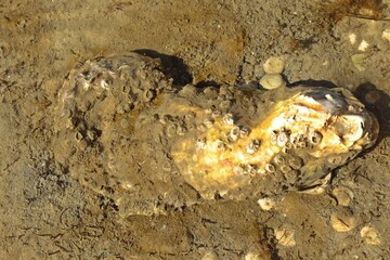 Pazifische Auster (Magallana gigas) mit lebendes Seepocken im ostfriesischen Watt.