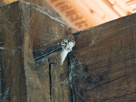 Chrysalide fossilis&eacute;e suspendue &agrave; une charpente