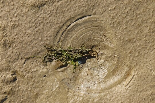 Abgestorbener Queller mit runden Schleifspuren im ostfriesischen Watt