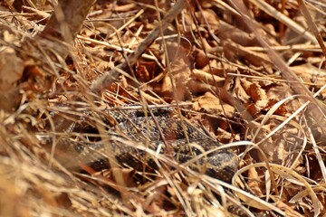 Kreuzotter (Vipera berus) am Bohlenweg am Ewigen Meer.