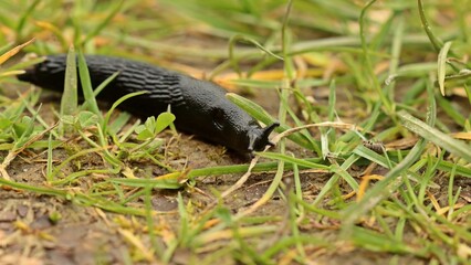 Schwarze Wegschnecke (Arion ater) im nassen Gras