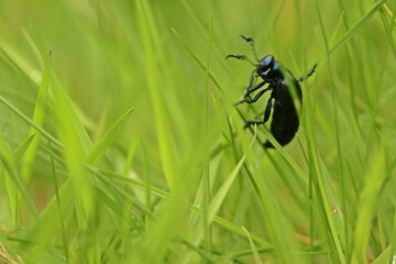 Männlicher Schwarzblauer Ölkäfer (Meloe proscarabaeus) im Gras