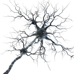 3D nerve cell, axon and dendrite detail, on pure white background