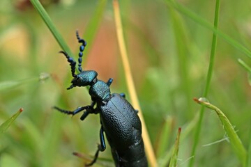Männlicher Schwarzblauer Ölkäfer (Meloe proscarabaeus) im Gras