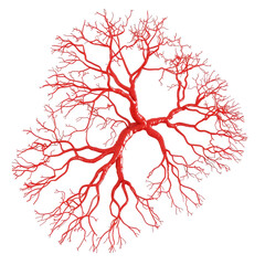 Blood vessel network, arteries and veins highlighted, isolated white