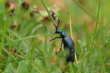 Männlicher Schwarzblauer Ölkäfer (Meloe proscarabaeus) im Gras