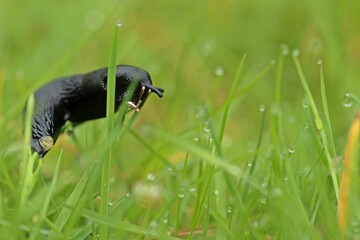 Schwarze Wegschnecke (Arion ater) im nassen Gras