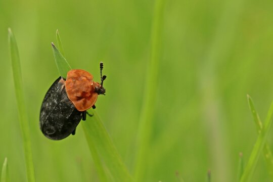 Rothalsige Silphe (Oiceoptoma thoracicum)