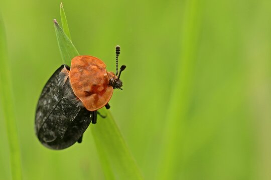 Rothalsige Silphe (Oiceoptoma thoracicum)