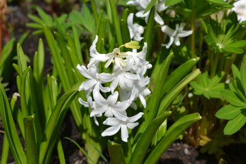 Flower bed hyacinth