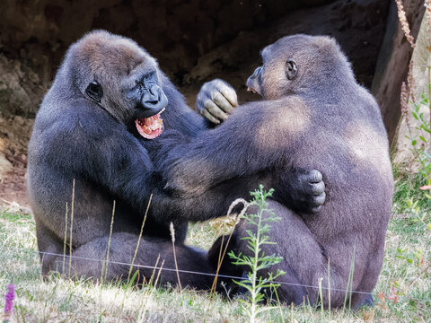 Deux gorilles se chatouillent accroupis face &agrave; face