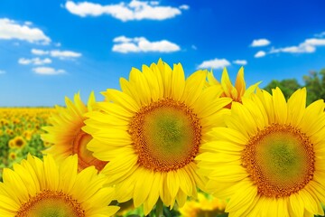 Fototapeta premium Sunflower flower on big agriculture field