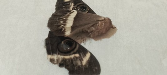 Closeup photo of a brown Moth's Wings with white stripes and pretty patterns and what looks like a...