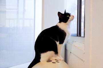 cat on window