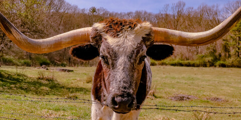 Longhorn cow at the fence