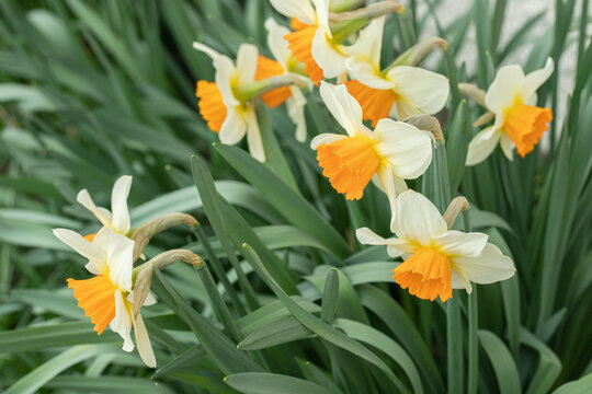 Group of large-cupped daffodils with orange corona and white tepals. Narcissus classification group 2.