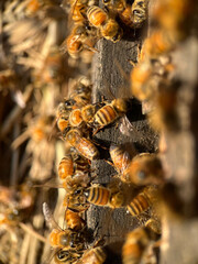 bees - 773188716