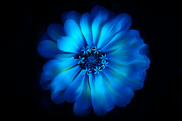 Neon blue flower on a dark background. Top view.
