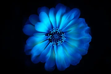 Foto op Plexiglas Neon blue flower on a dark background. Top view. © sergofan2015
