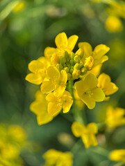 yellow flowers - 773189716