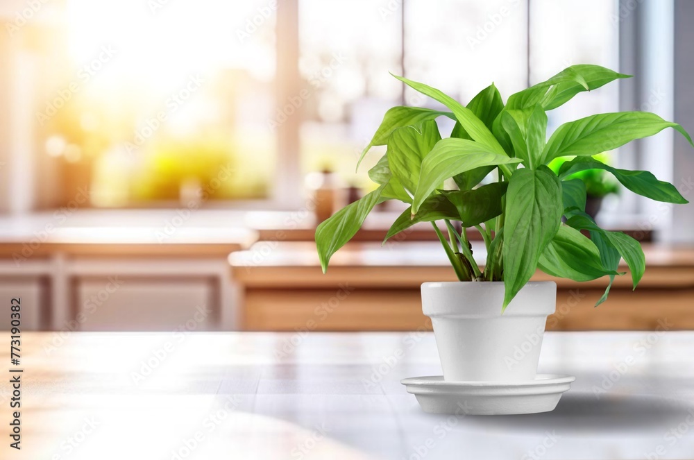 Sticker Beautiful green houseplant in pot on the desk