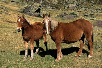 Fototapeta premium Cheval, jeune, jument, poulin, race Trait Comtois
