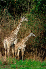 Girafe, Giraffa camelopardalis tippelskirchi, Femelle et jeunes, Réserve du Selous, Tanzanie