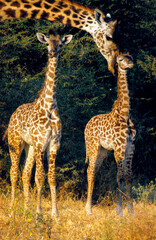 Girafe, Giraffa camelopardalis tippelskirchi, Femelle et jeunes, Réserve du Selous, Tanzanie