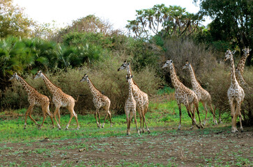 Naklejka na ściany i meble Girafe, Giraffa camelopardalis tippelskirchi, Femelle et jeunes, Réserve du Selous, Tanzanie