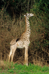 Girafe, Giraffa camelopardalis tippelskirchi, Femelle et jeunes, Réserve du Selous, Tanzanie
