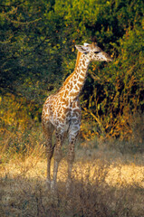 Girafe, Giraffa camelopardalis tippelskirchi, Femelle et jeunes, Réserve du Selous, Tanzanie