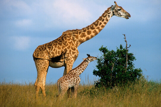 Girafe, Giraffa camelopardalis tippelskirchi, Parc national du Masai Mara , Kenya