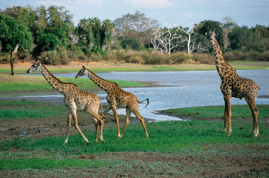 Girafe, Giraffa camelopardalis tippelskirchi, Femelle et jeunes, Réserve du Selous, Tanzanie