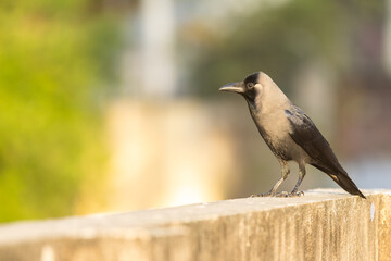 crow on the ground