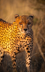 Cheetah in the grass