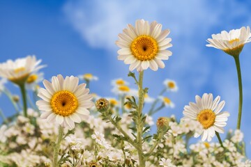 Chamomile fresh wild flower at meadow - obrazy, fototapety, plakaty